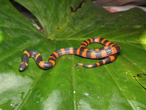 Coral Earth Snake