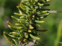 Aspalathus cliffortiifolia