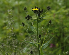 Picris japonica kamtschatica