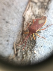 Gonocerus insidiator