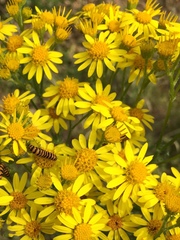 Tyria jacobaeae