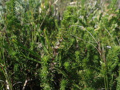 Aspalathus cliffortiifolia