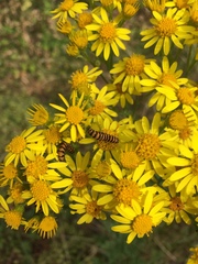Tyria jacobaeae