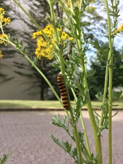 Tyria jacobaeae