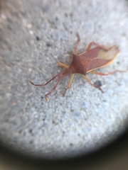 Gonocerus insidiator
