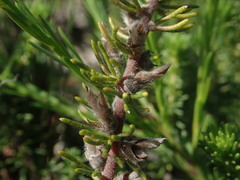 Aspalathus cliffortiifolia