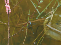 Lestes praemorsus decipiens
