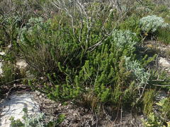 Aspalathus cliffortiifolia