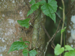 Orolestes selysi
