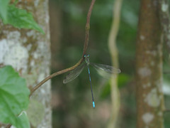 Orolestes selysi