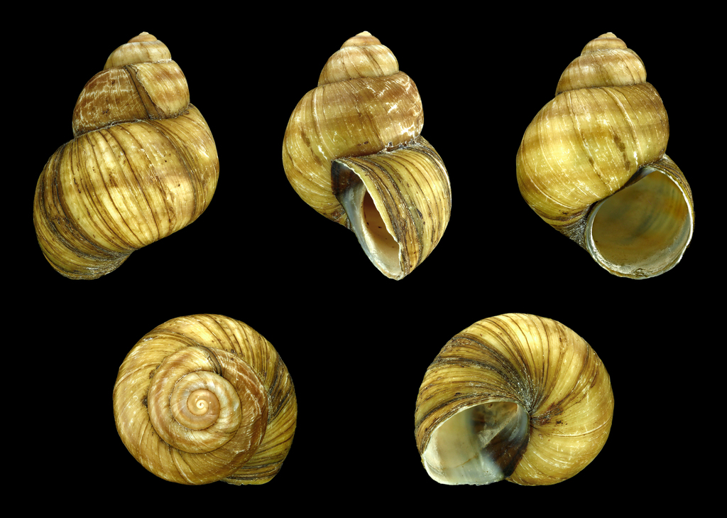 Viviparus River Snail