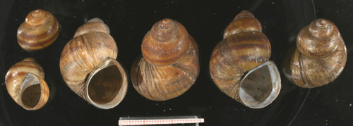 Common River-snail