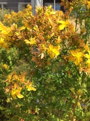 Hypericum perforatum
