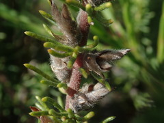 Aspalathus cliffortiifolia