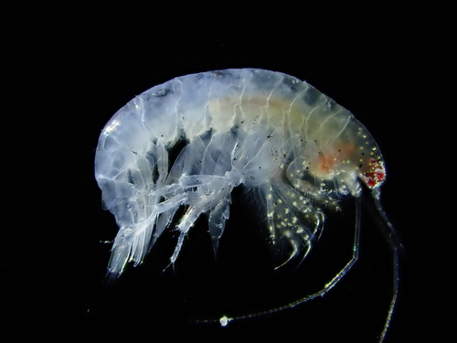 Representative image of Ampelisca brevicornis