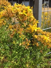Hypericum perforatum