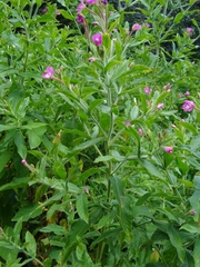 Epilobium hirsutum