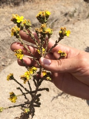 Deinandra mohavensis