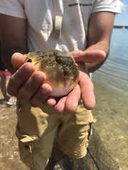 Sphoeroides maculatus