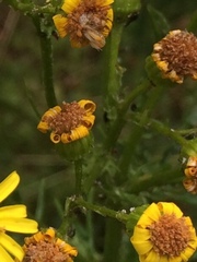 Jacobaea vulgaris
