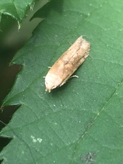 Blastobasis lacticolella