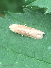 Blastobasis lacticolella