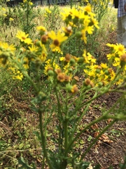 Jacobaea vulgaris