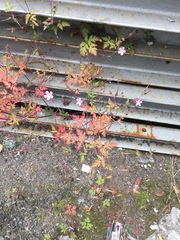 Geranium robertianum