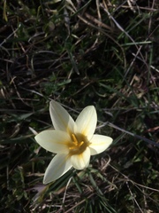 Crocus tauricus