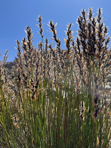 Askidiosperma nitidum (Askidiosperma nitidum)