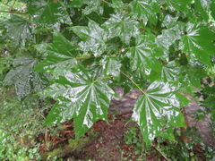 Acer pictum mono