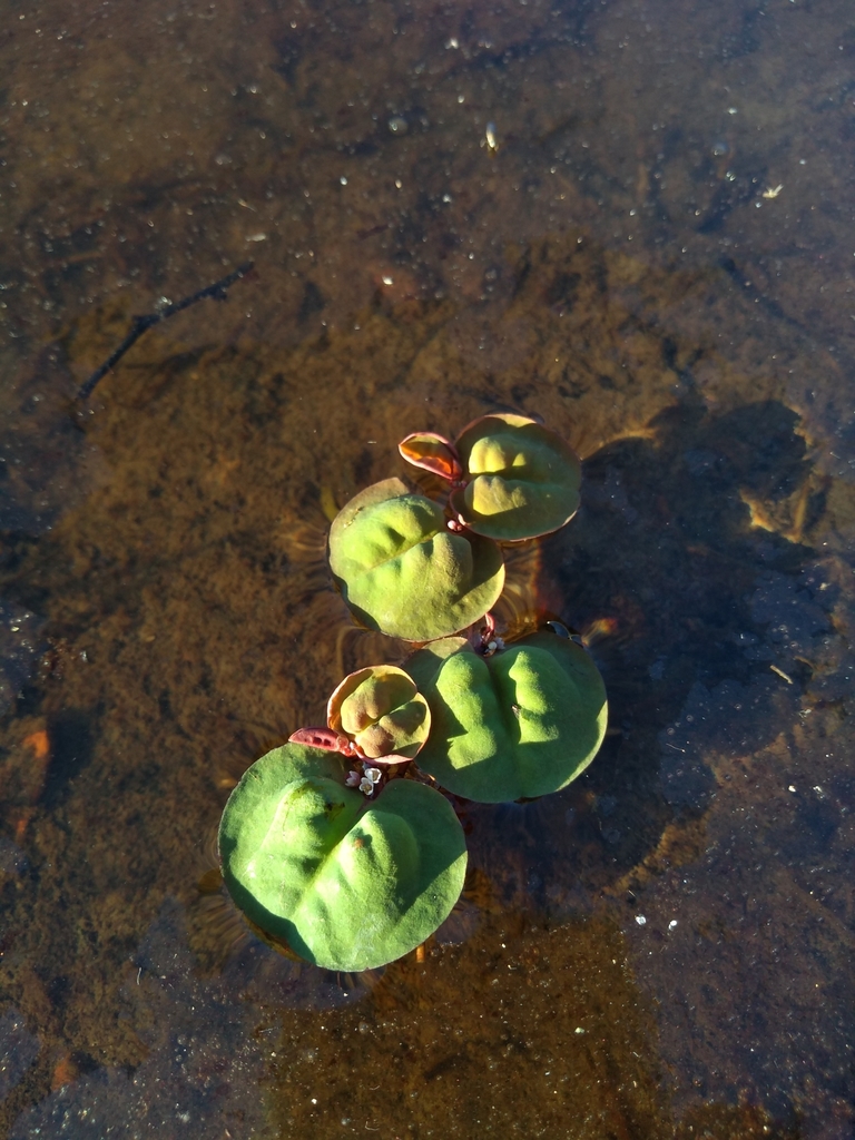 Grenouillette rouge / Red Root Floater (Phyllanthus fluitans)