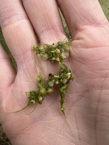 Image of Lemna gibba by (c) Naturalista, some rights reserved (CC BY)