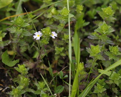 Euphrasia maximowiczii