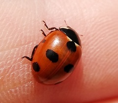 Coccinella magnifica