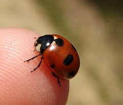 Coccinella magnifica