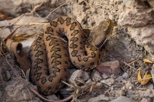 Lataste's Viper, Faro, PT, photo 3 of 10