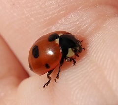 Coccinella magnifica