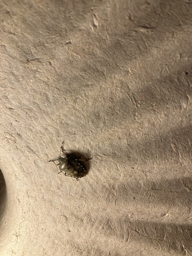Rhaphigaster nebulosa