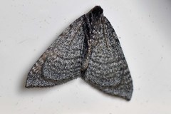 Larentia apotoma