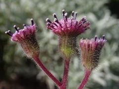 Senecio erubescens