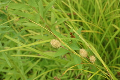 Carex squarrosa