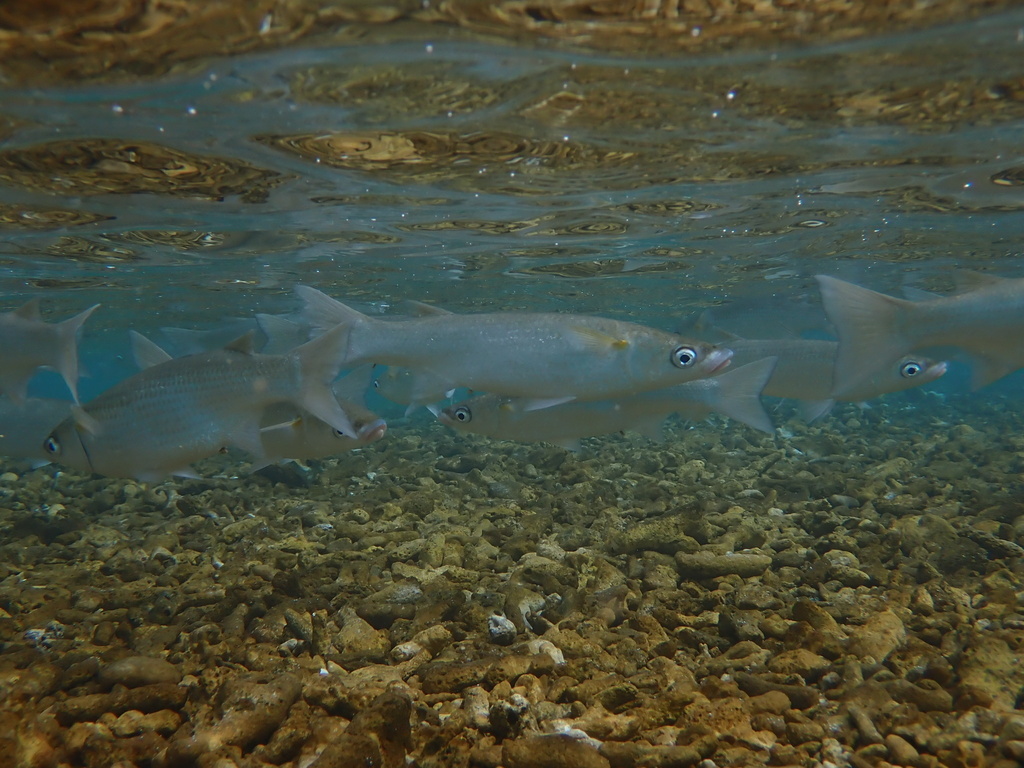 Acute-jawed mullet (Neomyxus leuciscus) — Mugilidae