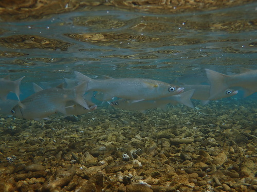 Acute-jawed mullet (Neomyxus leuciscus) — Mugilidae