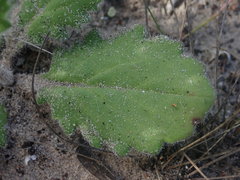 Senecio erubescens