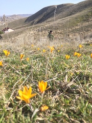 Crocus angustifolius