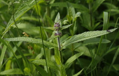 Stachys aspera