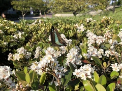 Graphium sarpedon nipponum