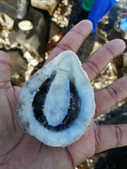 Scutellastra cochlear