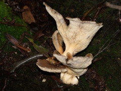 Pleurotus purpureo-olivaceus